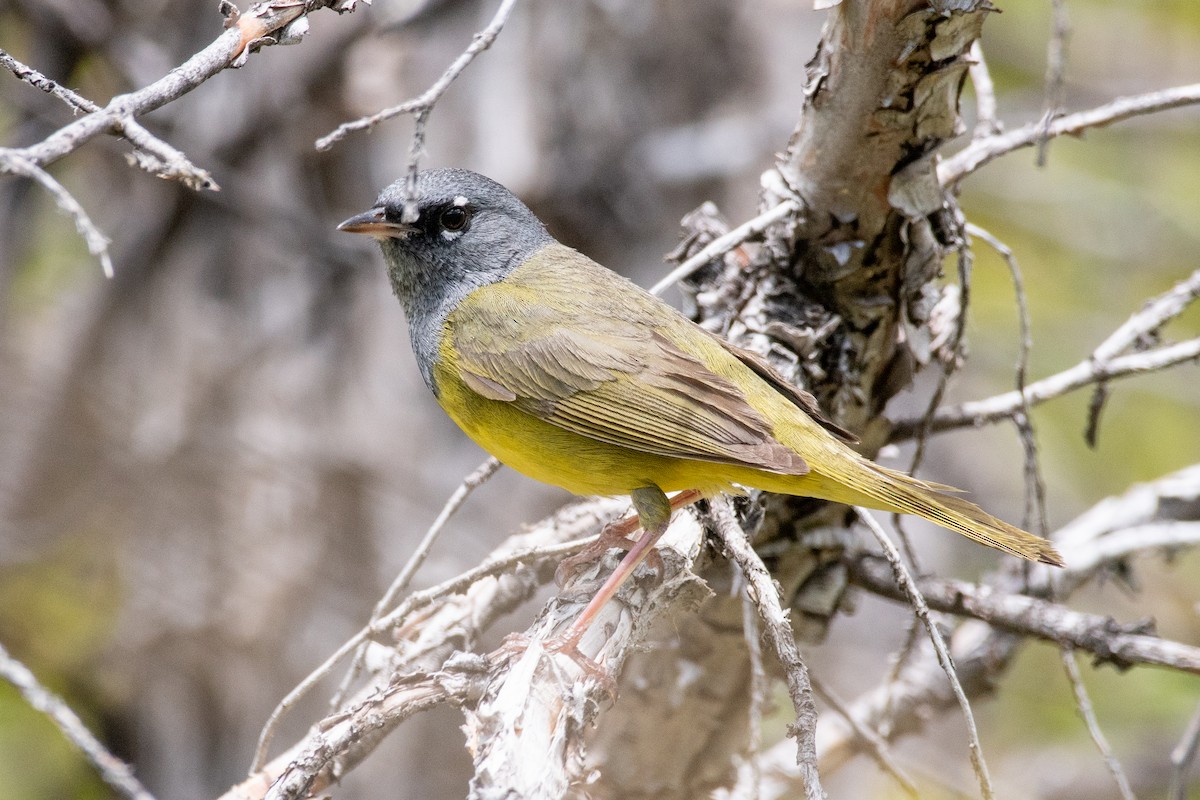 MacGillivray's Warbler - ML619844053