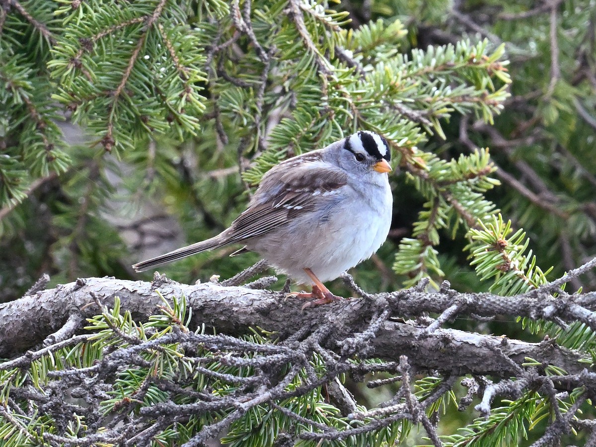 White-crowned Sparrow - ML619844054