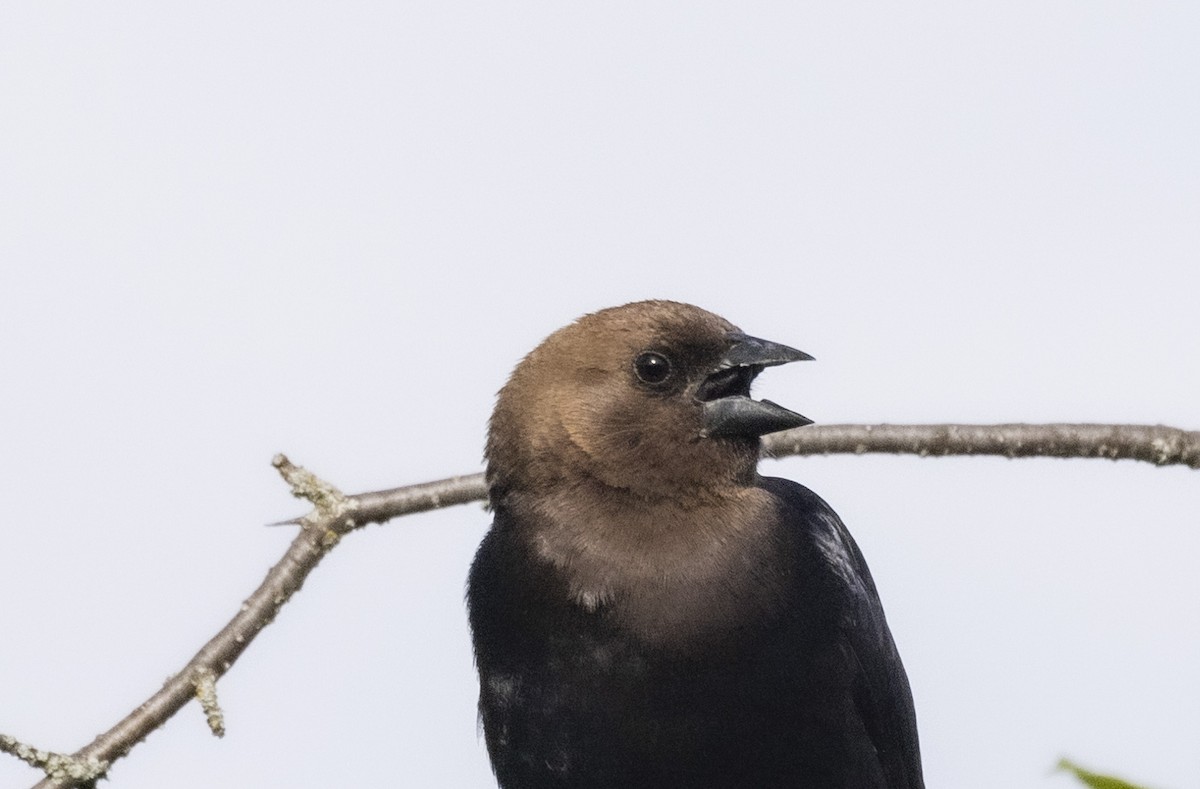 Brown-headed Cowbird - ML619844062