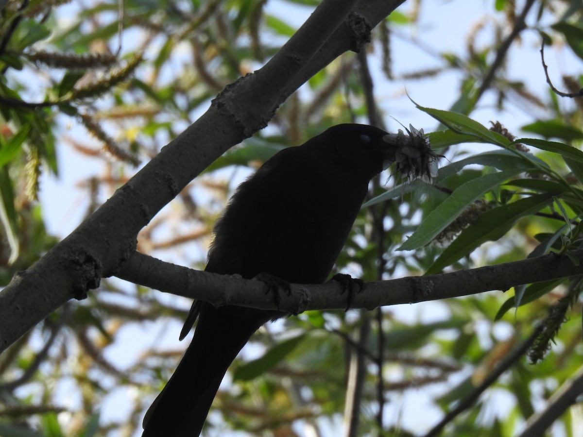 Common Grackle - ML619844071