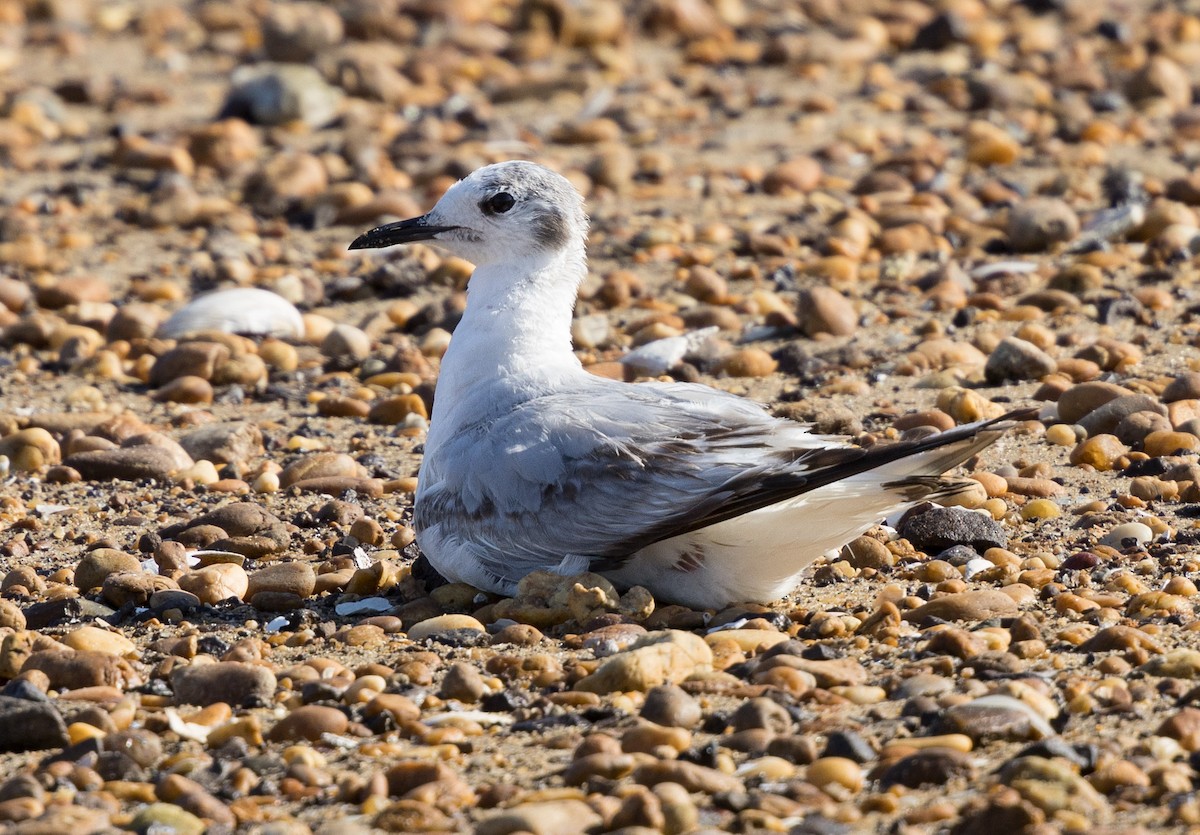 Bonaparte's Gull - ML619844081