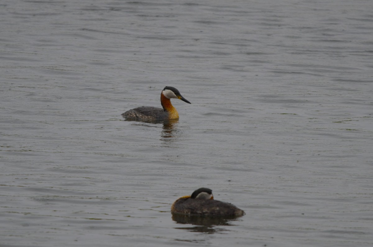 Red-necked Grebe - ML619844084