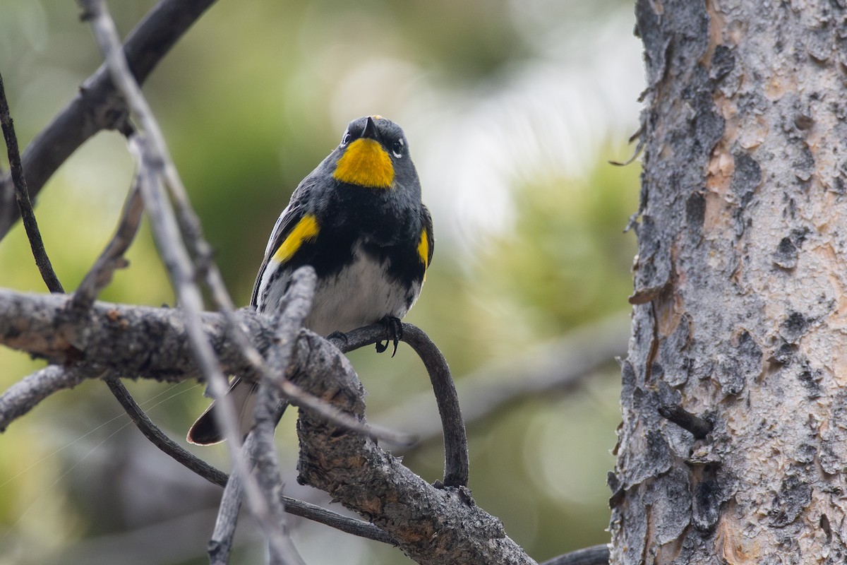 Yellow-rumped Warbler (Audubon's) - ML619844087