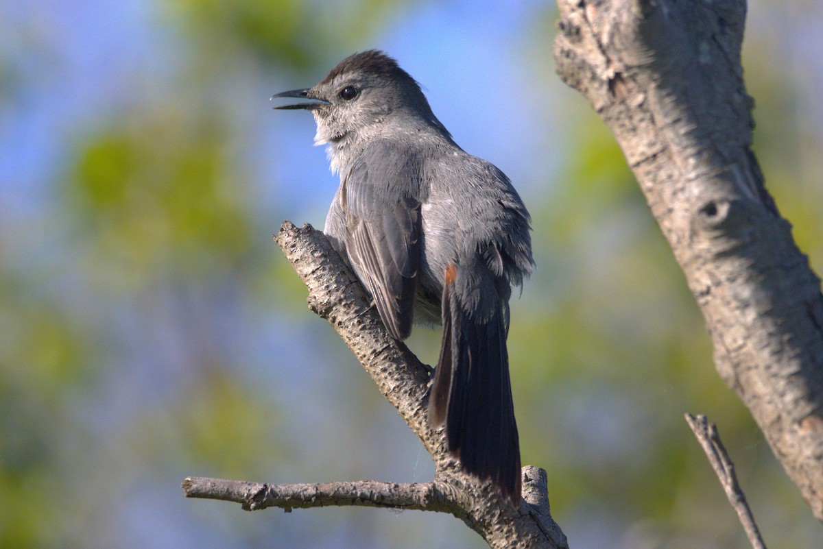 Gray Catbird - Michel Marsan