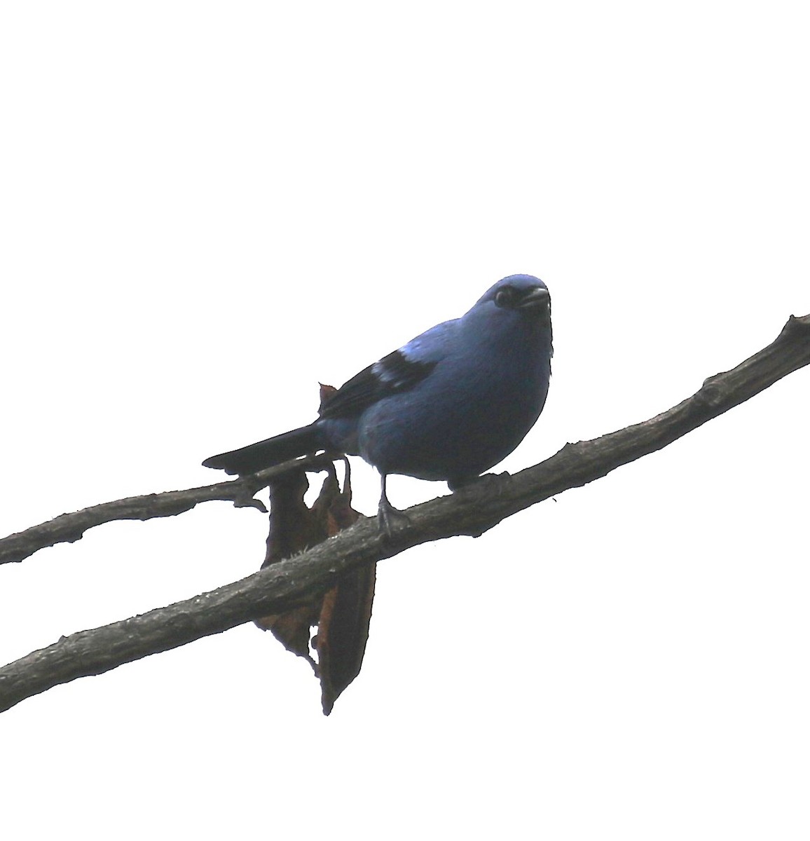 Blue-and-black Tanager (Blue-and-black) - ML619844107