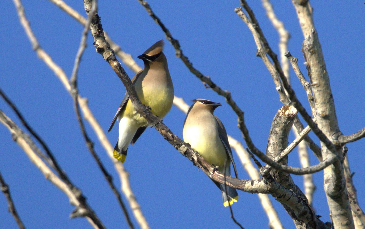 Cedar Waxwing - ML619844110