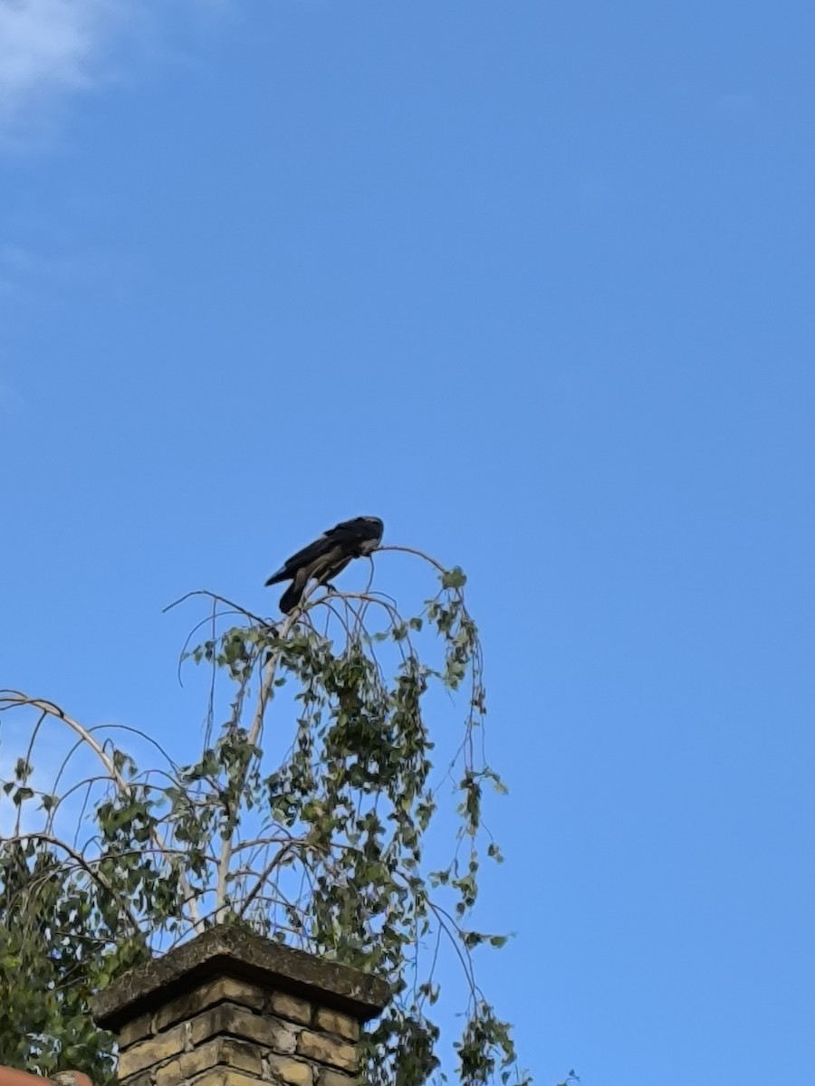Hooded Crow - ML619844115