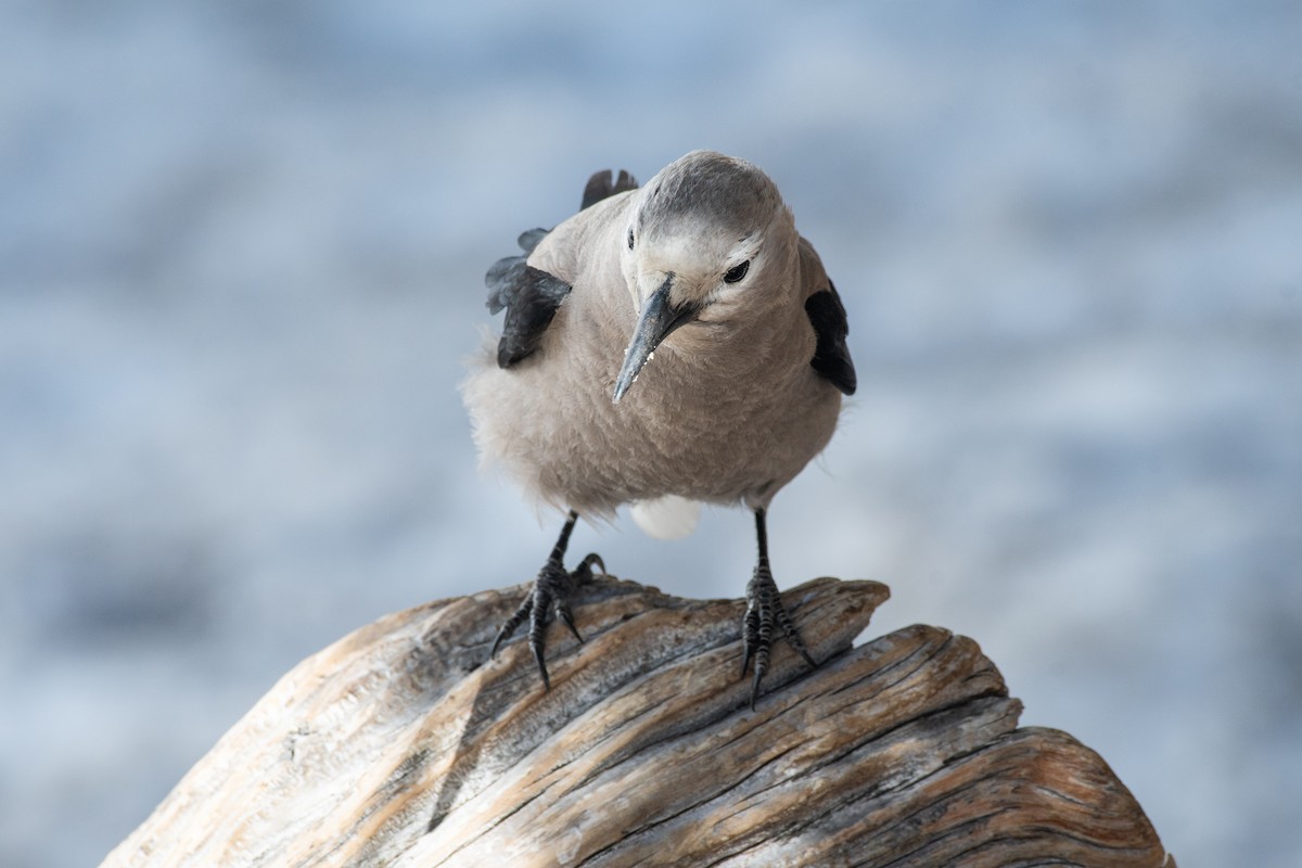 Clark's Nutcracker - ML619844157