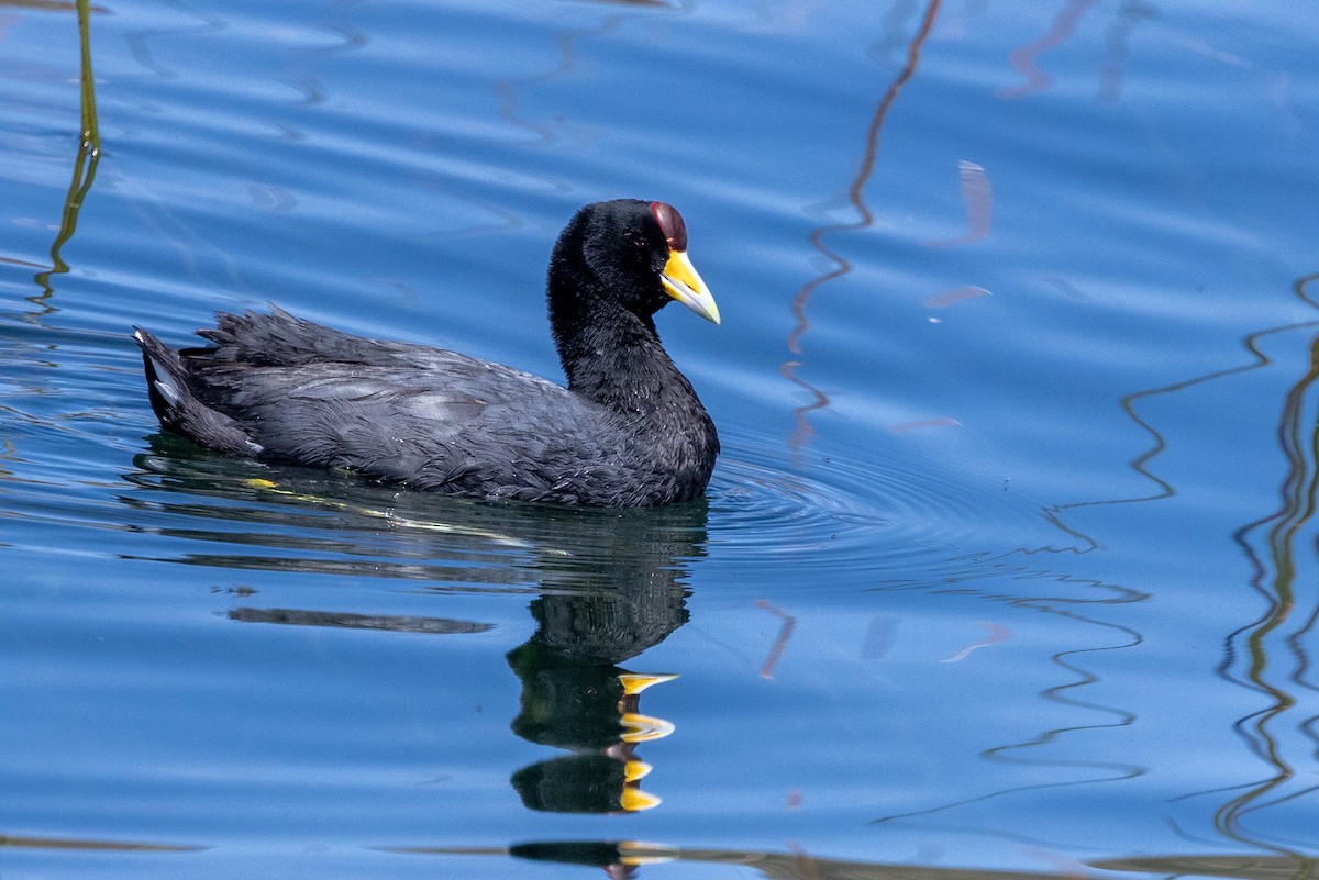 Red-fronted Coot - ML619844188