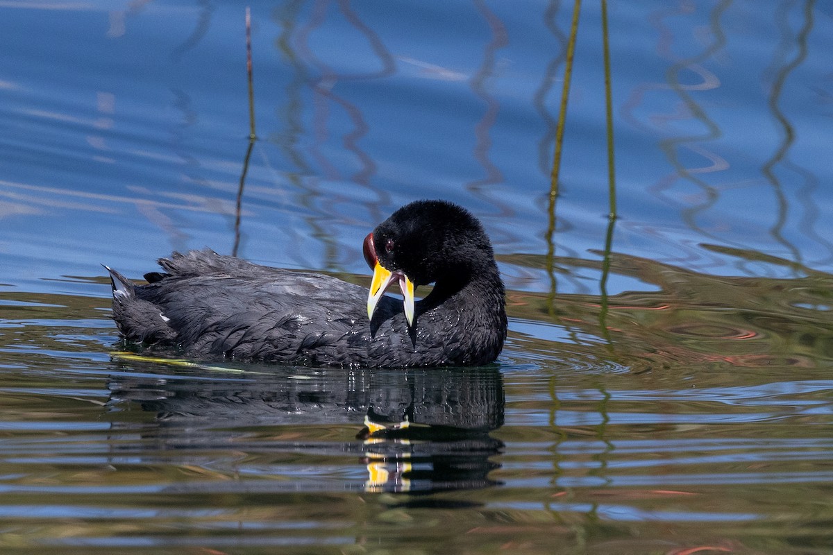 Red-fronted Coot - ML619844189