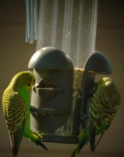 Budgerigar - ML619844193