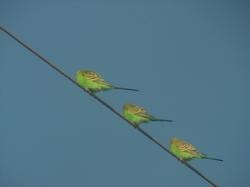 Budgerigar - ML619844197