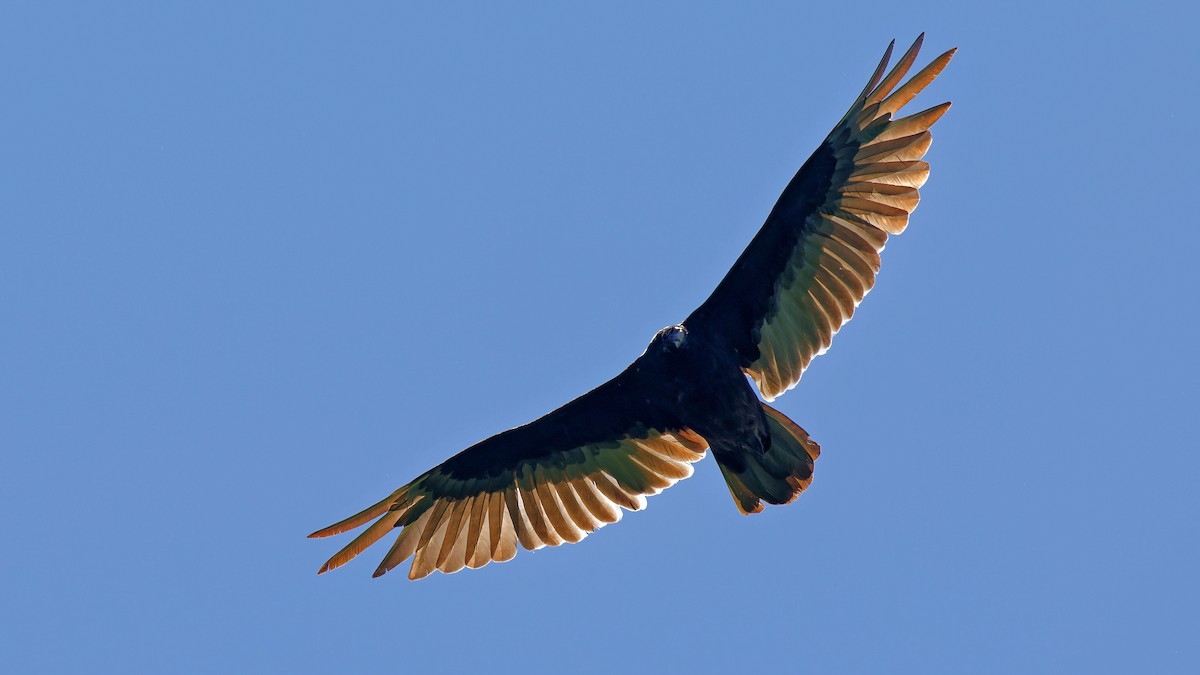 Turkey Vulture - ML619844205