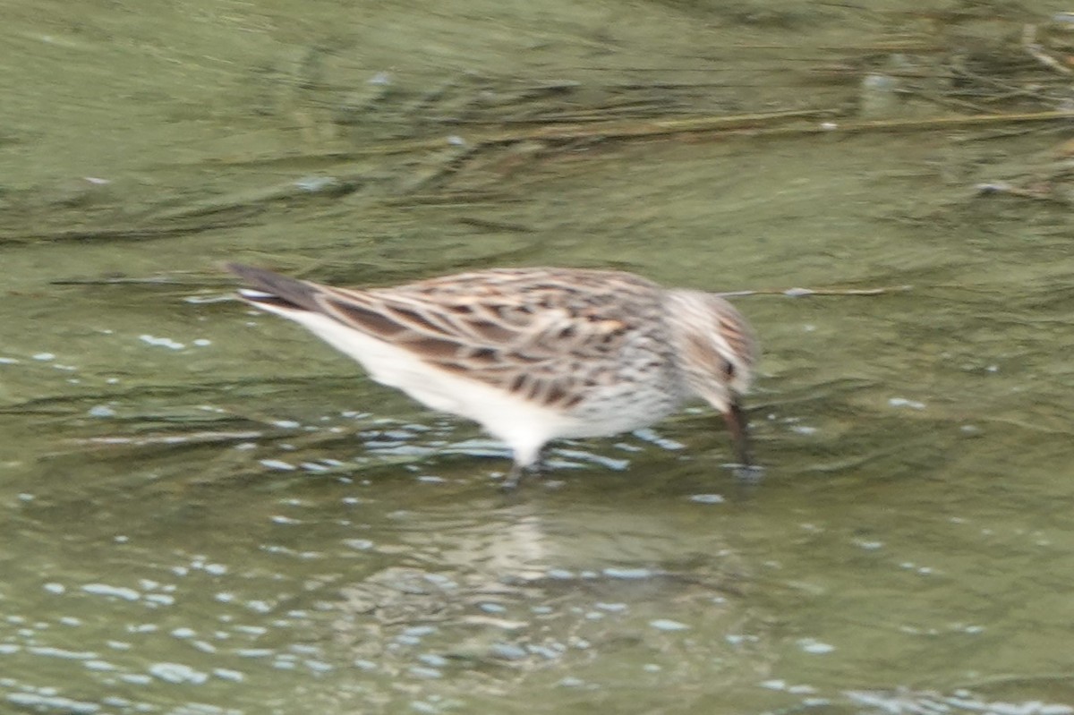 White-rumped Sandpiper - ML619844250