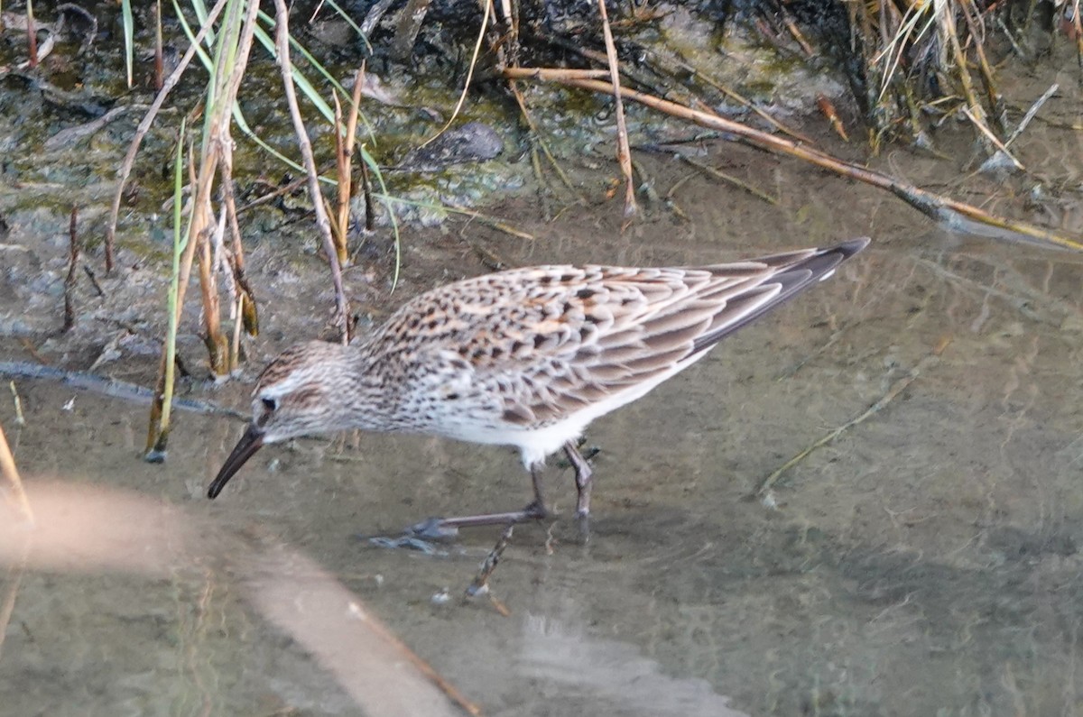 White-rumped Sandpiper - BettySue Dunn