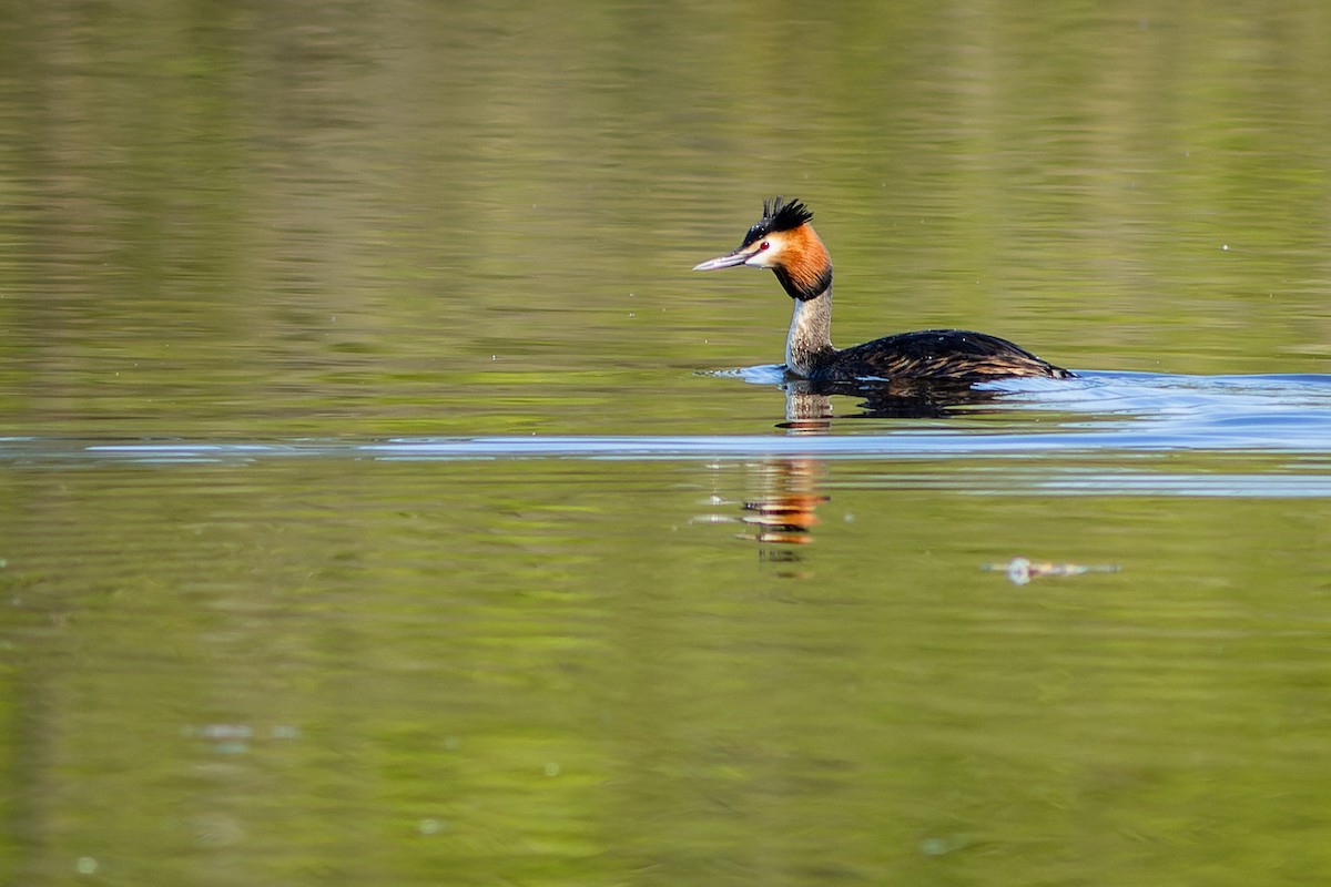 Great Crested Grebe - ML619844257