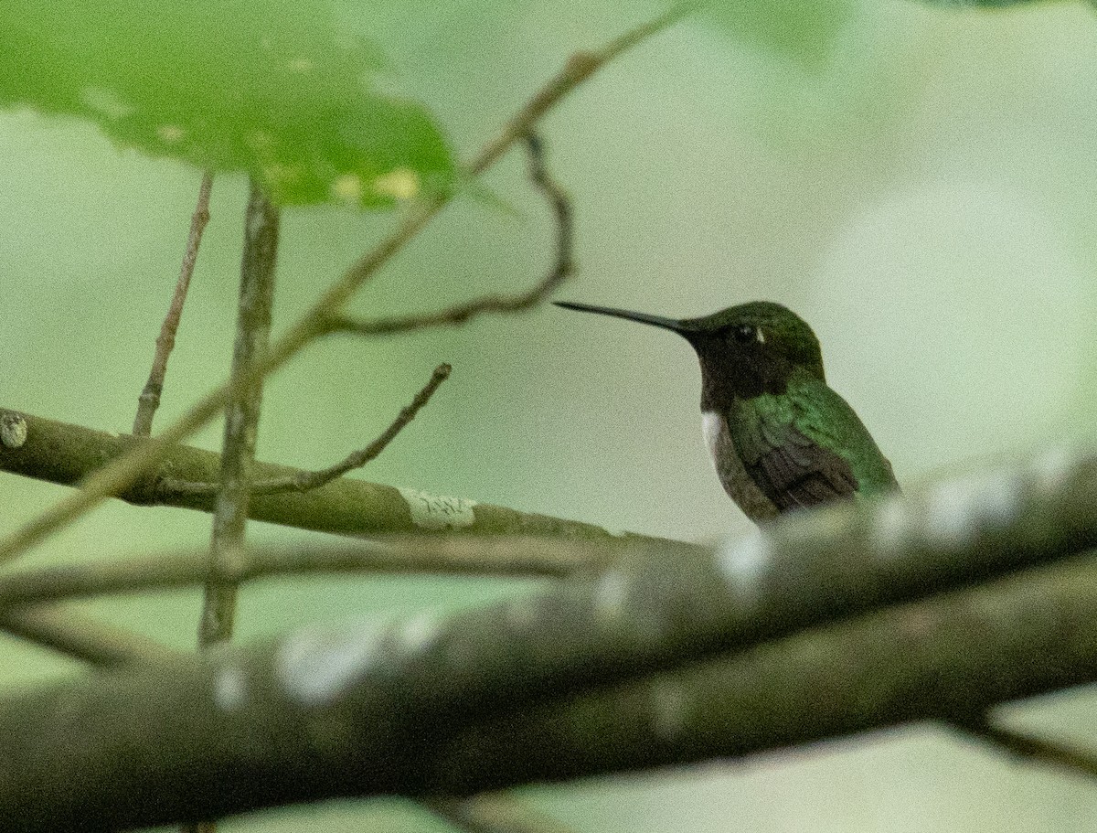 Colibri à gorge rubis - ML619844260