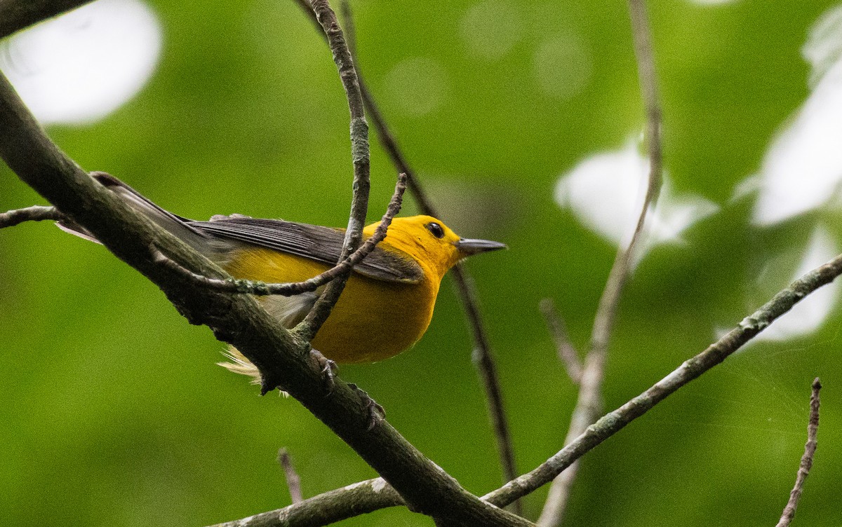 Prothonotary Warbler - ML619844264