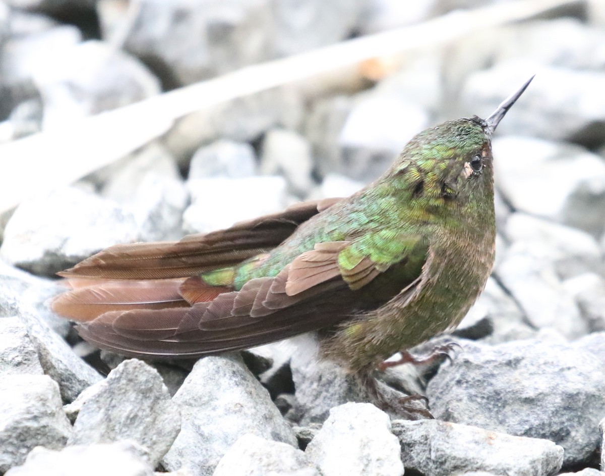 Tyrian Metaltail (Tyrian) - ML619844275