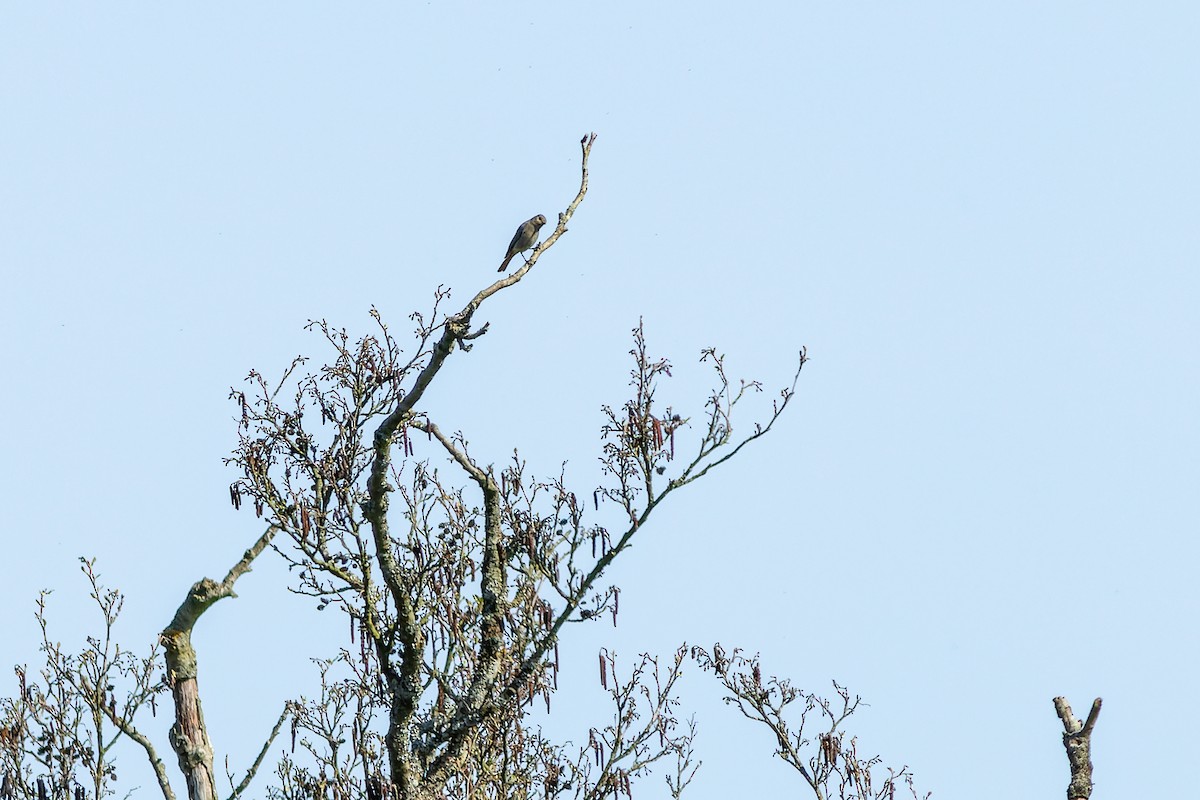 Muscicapidae sp. - ML619844284