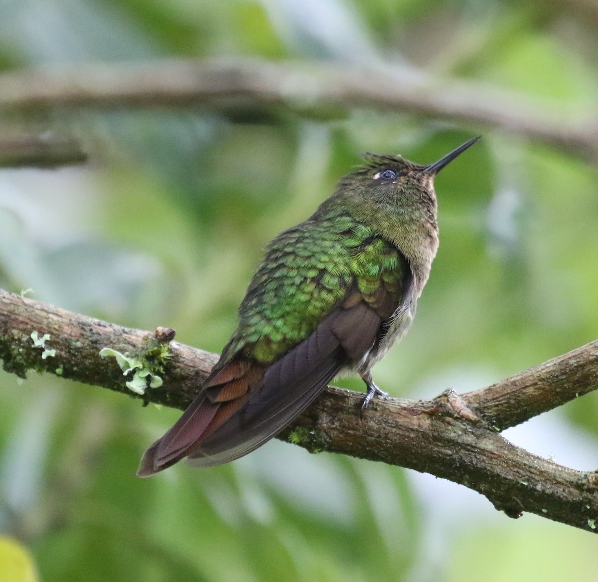 kolibřík dřišťálový (ssp. tyrianthina/quitensis) - ML619844290