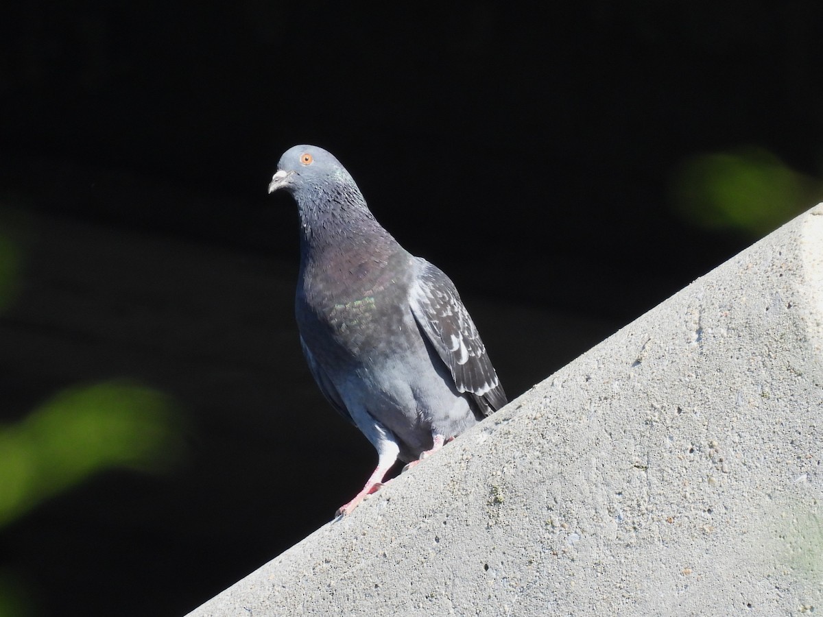 Pigeon biset (forme domestique) - ML619844299