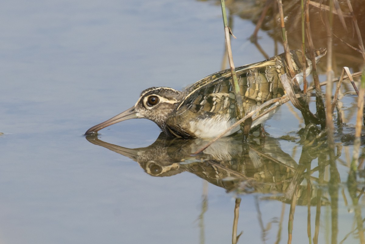 Greater Painted-Snipe - ML619844310