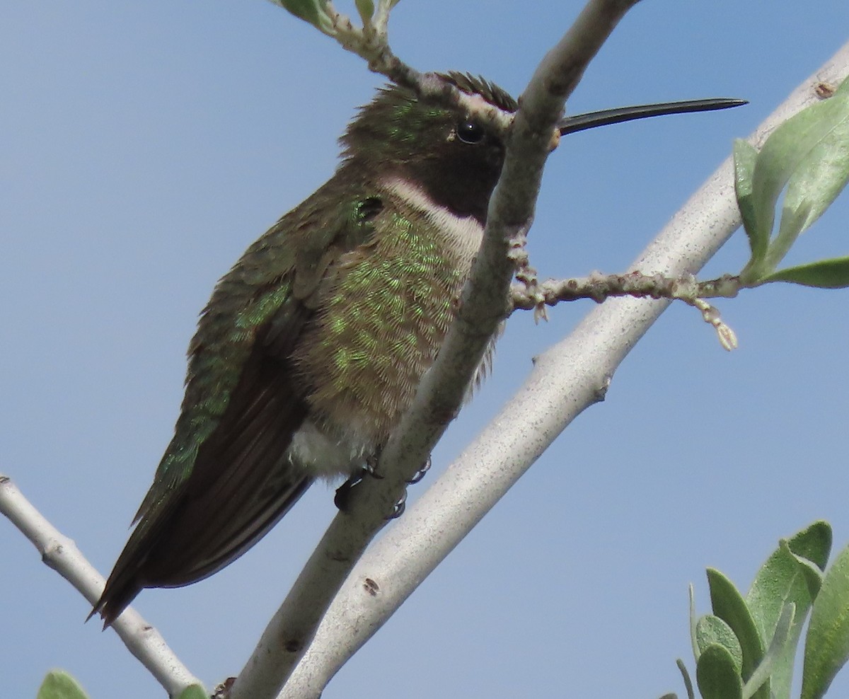 Black-chinned Hummingbird - ML619844327