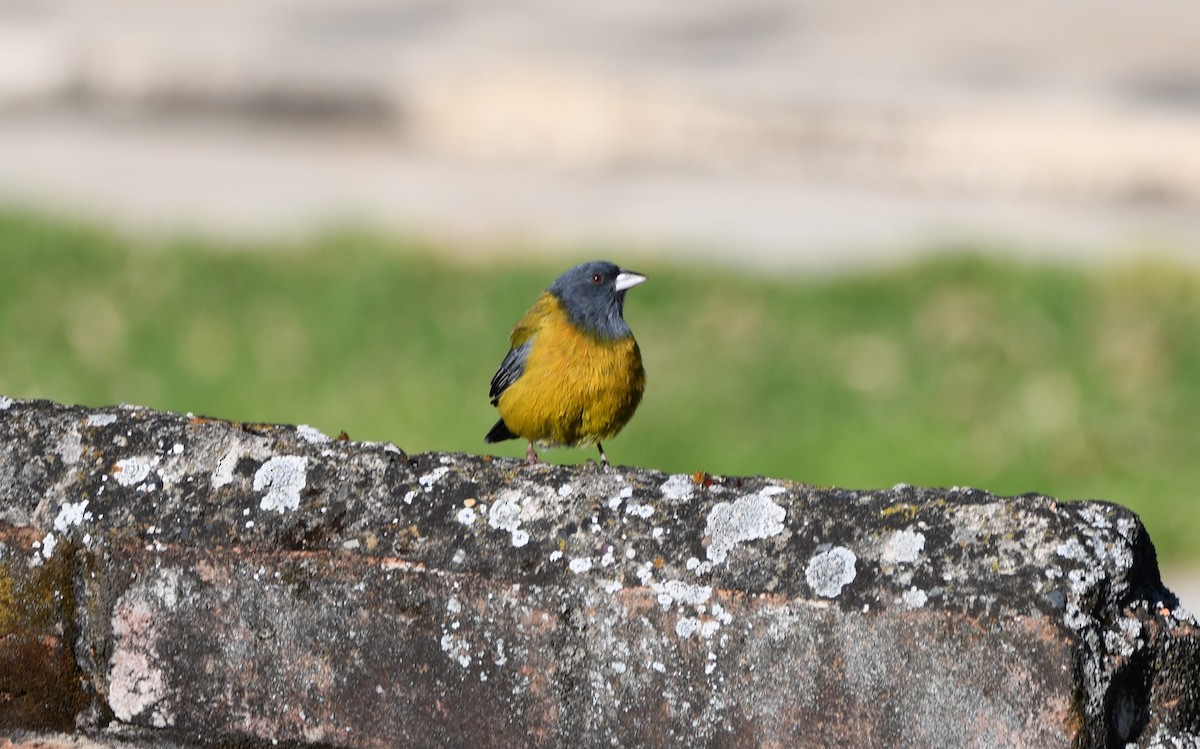 Peruvian Sierra Finch - Paul Vandenbussche