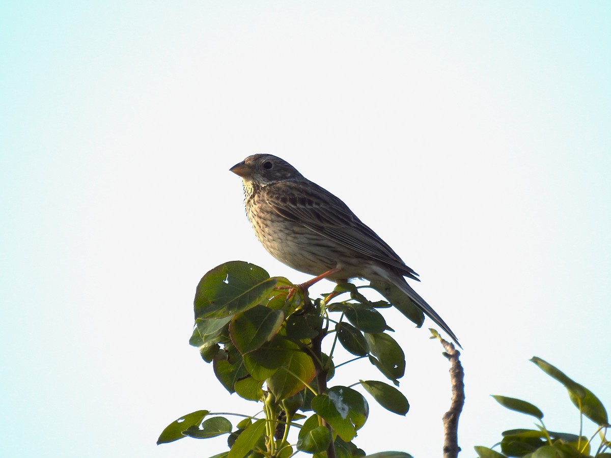 Corn Bunting - ML619844343