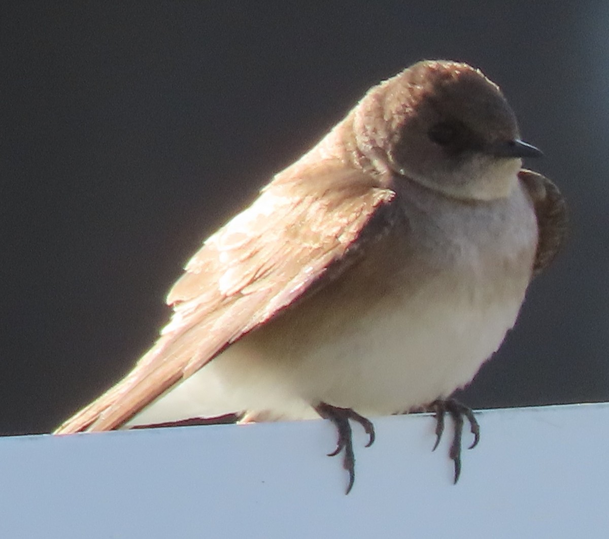 Northern Rough-winged Swallow - ML619844364