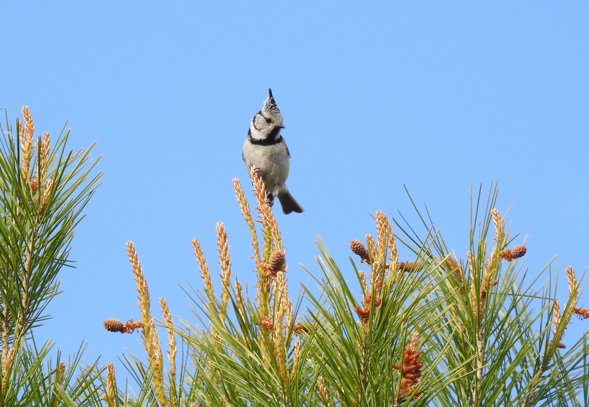 Crested Tit - ML619844366
