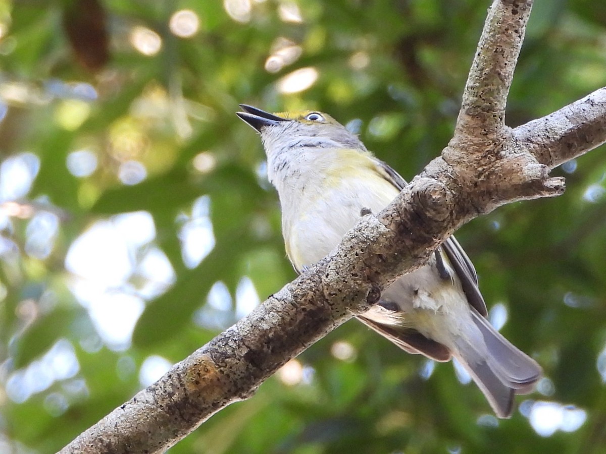 Vireo Ojiblanco - ML619844378