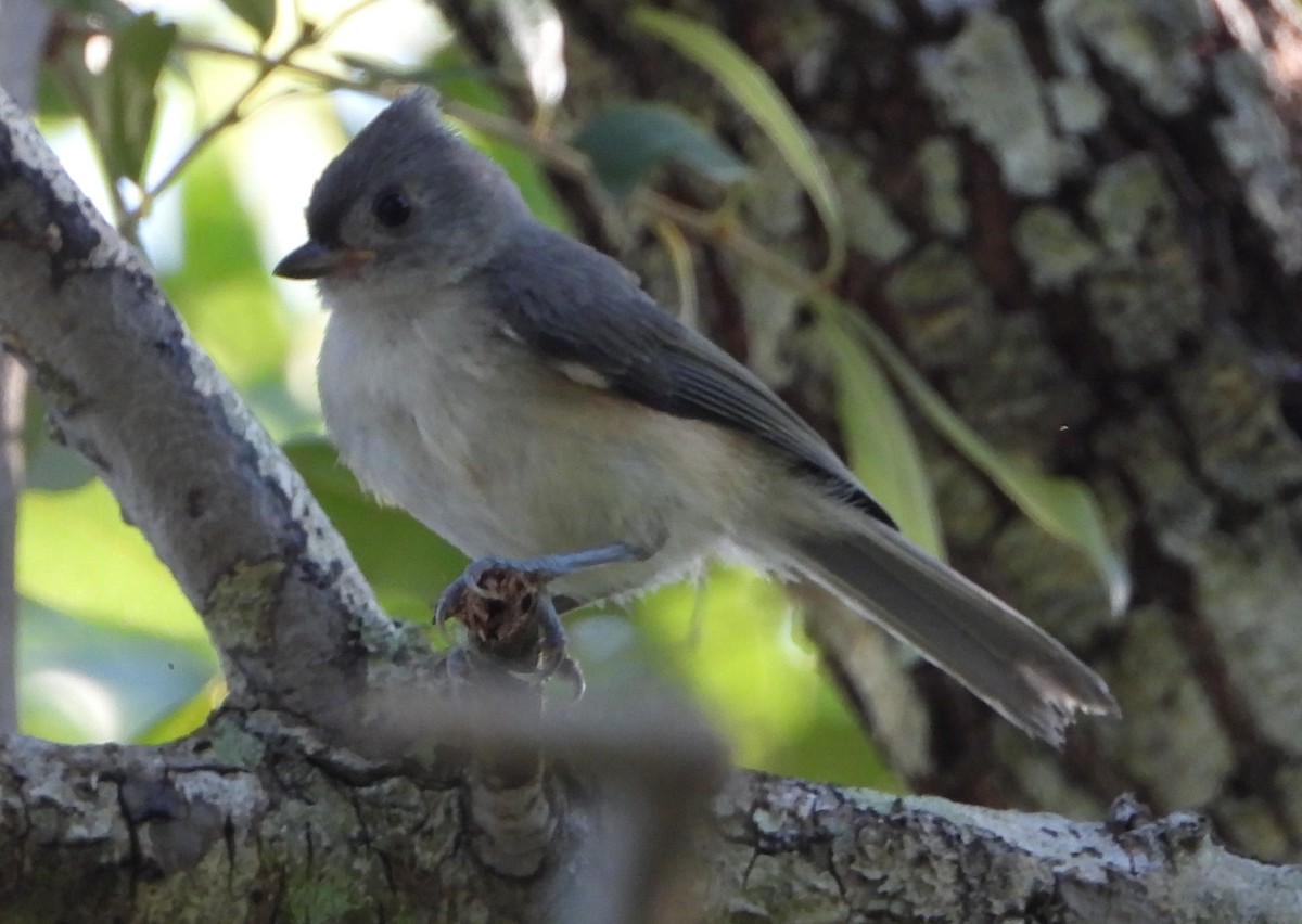 Tufted Titmouse - ML619844380