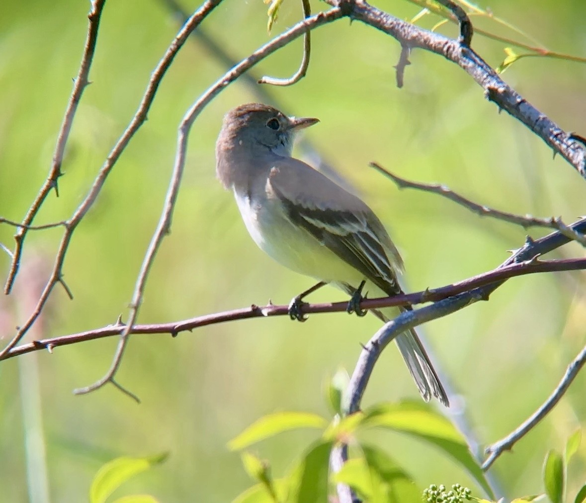 Willow Flycatcher - ML619844390