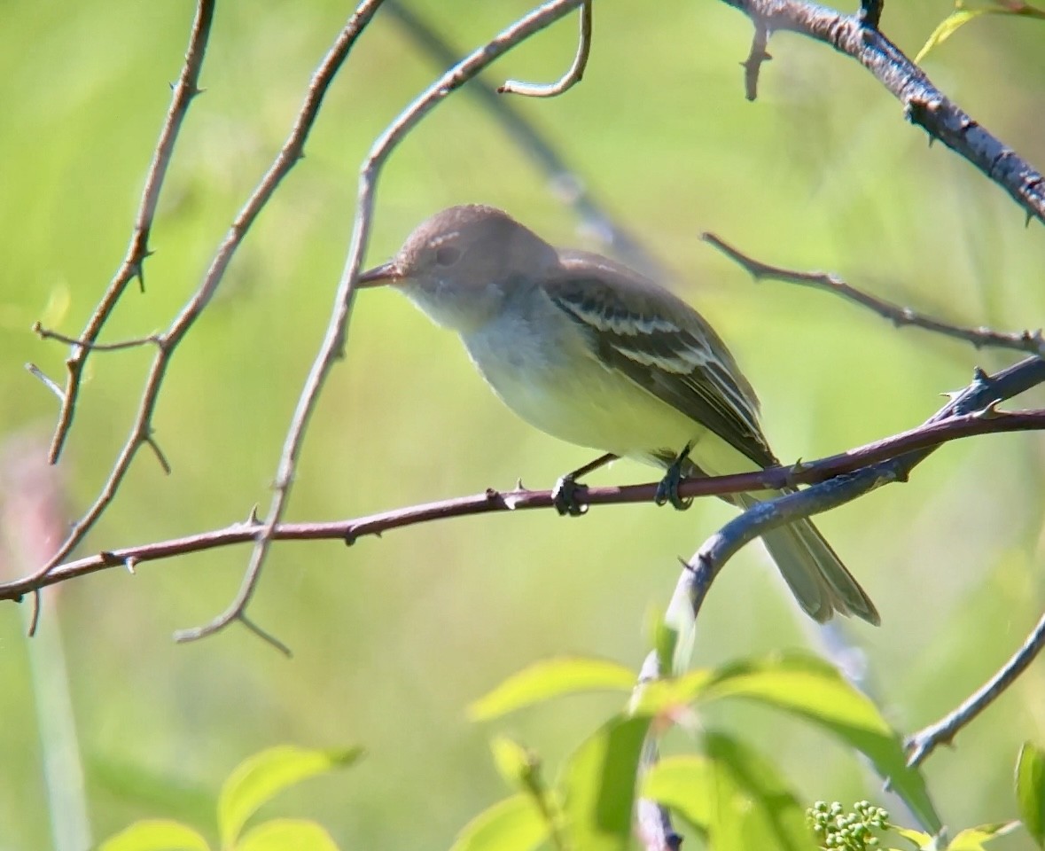 Willow Flycatcher - ML619844391