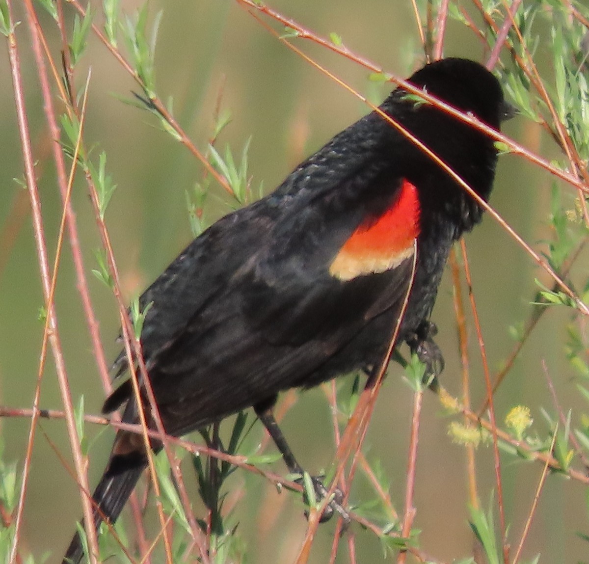 Red-winged Blackbird - ML619844394