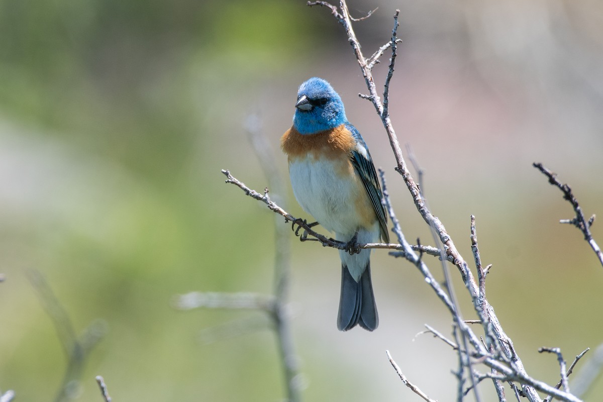 Lazuli Bunting - ML619844406