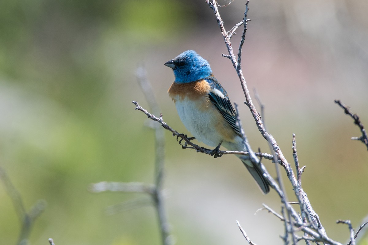 Lazuli Bunting - ML619844409