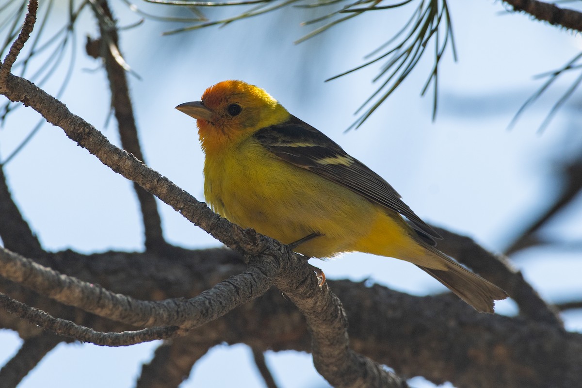 Western Tanager - ML619844413