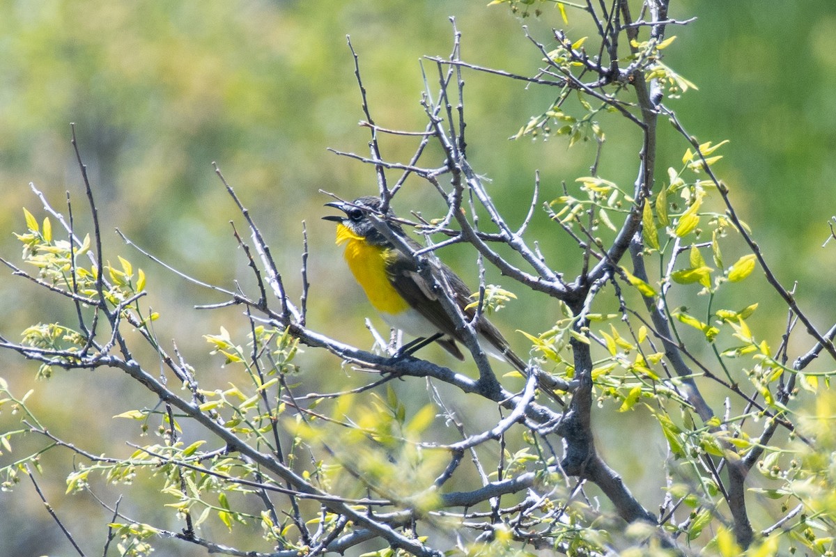 Yellow-breasted Chat - Cody Limber