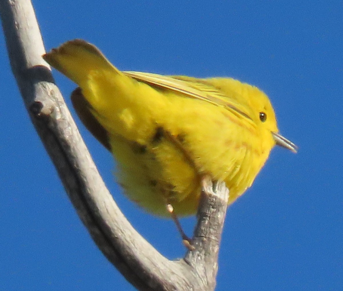 Yellow Warbler - ML619844420