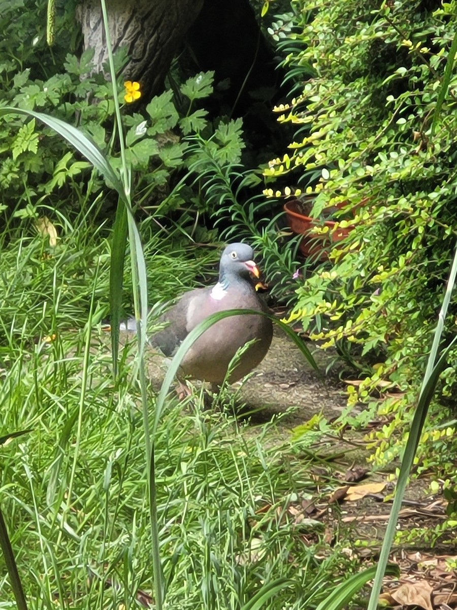 Common Wood-Pigeon (White-necked) - ML619844423