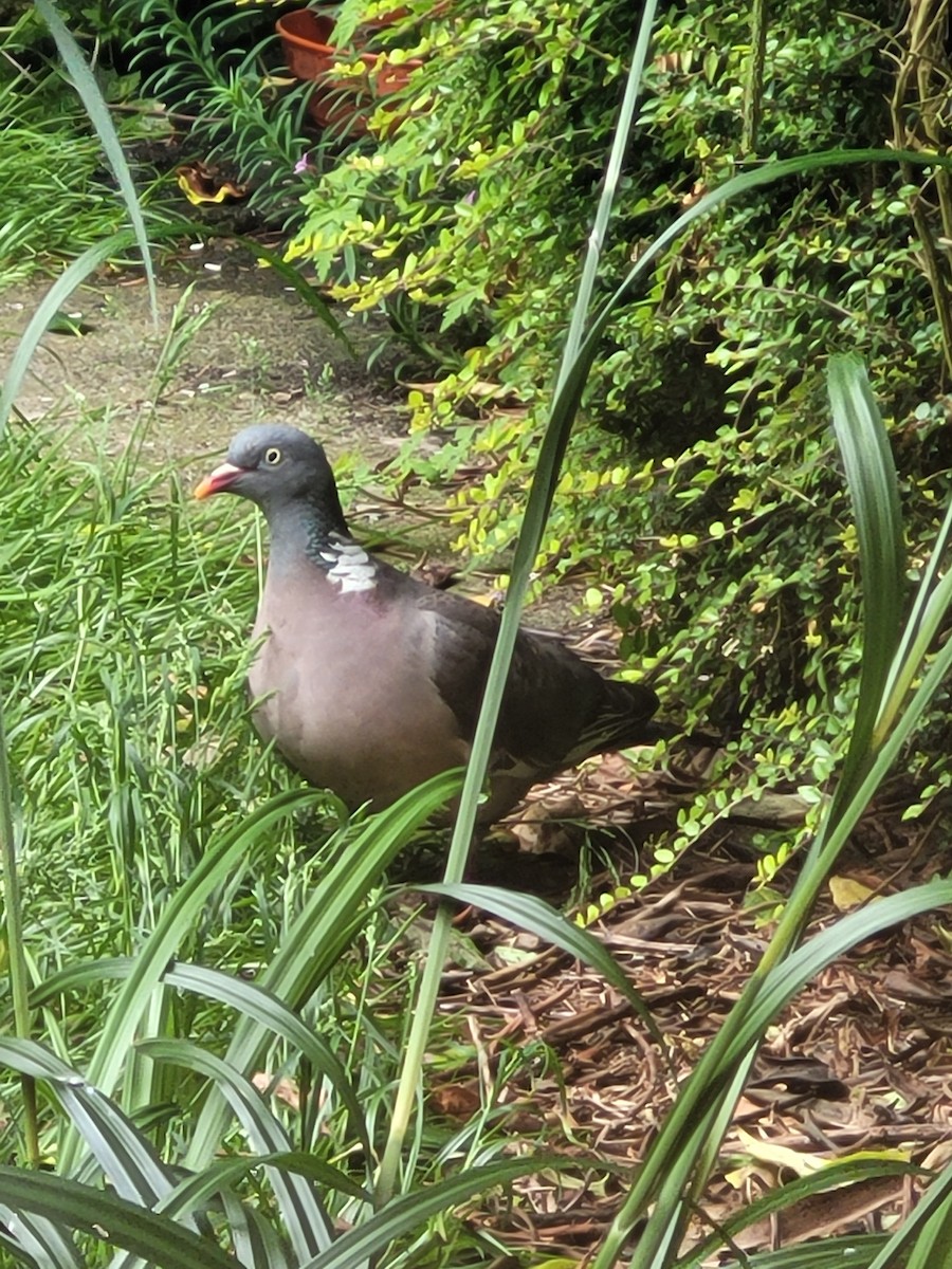 Pigeon ramier (groupe palumbus) - ML619844424