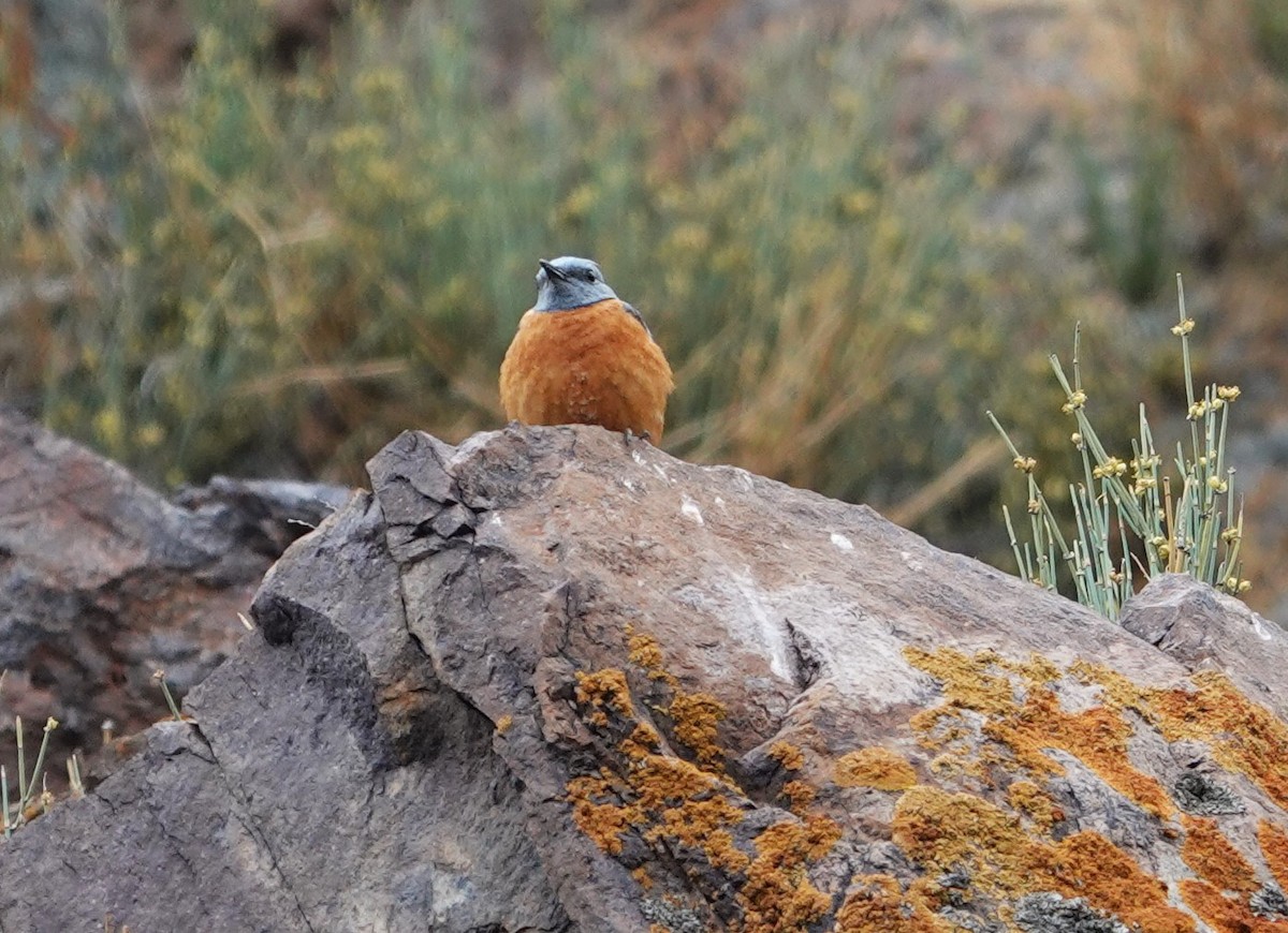 Rufous-tailed Rock-Thrush - ML619844428