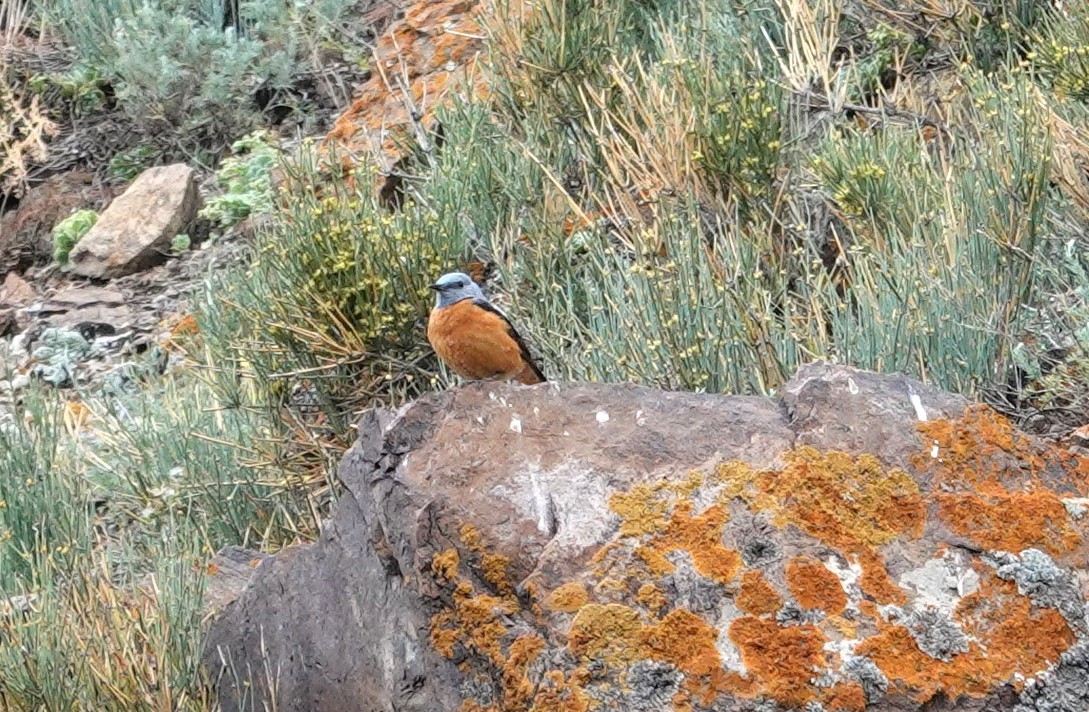 Rufous-tailed Rock-Thrush - ML619844429