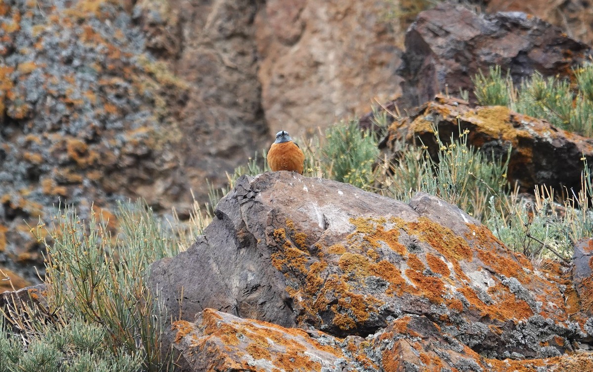 Rufous-tailed Rock-Thrush - ML619844430