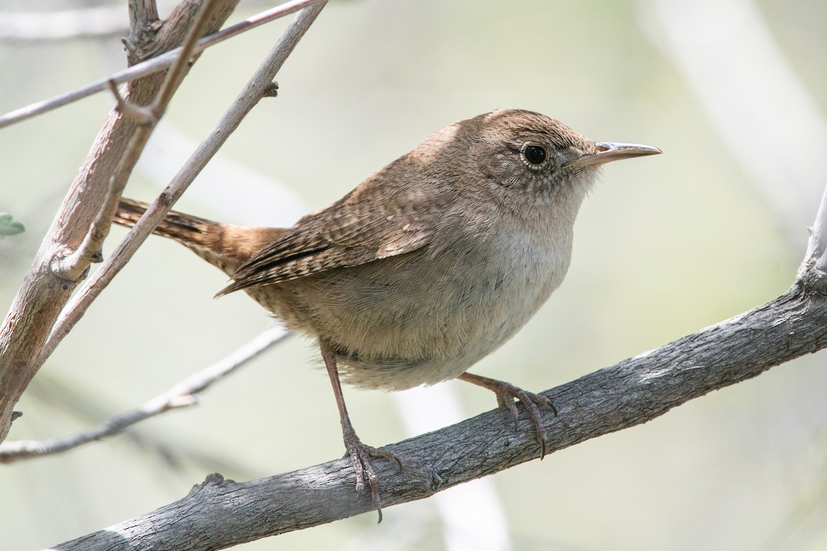 House Wren - ML619844439