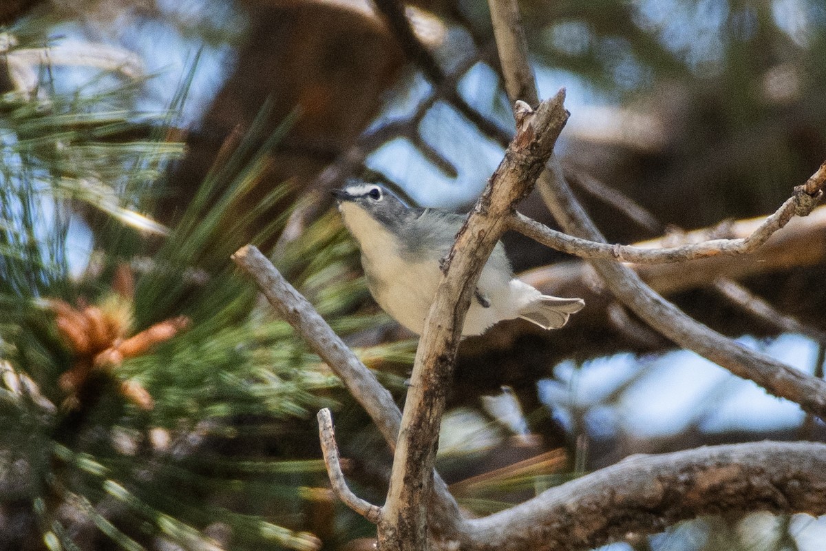 Plumbeous Vireo - ML619844443