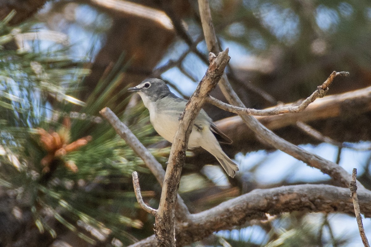 Plumbeous Vireo - ML619844444